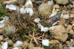 IQ3M4865_02-05-2010_Hosta-7.JPG