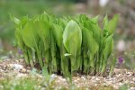 IQ3M4867_02-05-2010_Hosta-8.JPG