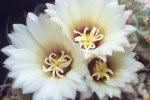 100_3165.JPG