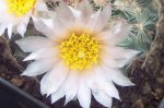 100_3171.JPG