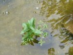 teich1.jpg