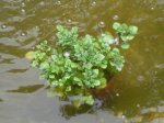 teich2.jpg