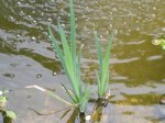 teich4.jpg