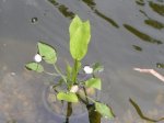 teich5.jpg