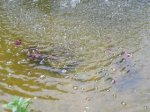 teich7.jpg