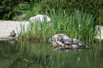 IQ3M4956_09-05-2010_Japangarten_Schildis.JPG IQ3M4956_09-05-2010_Japangarten_Schildis.JPG
