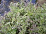 DSCI0007 Wasserfenchel 1.jpg DSCI0007 Wasserfenchel 1.jpg