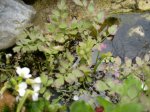 DSCI0008 Wasserfenchel 2.jpg DSCI0008 Wasserfenchel 2.jpg