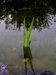 Sumpfschwertlilie.jpg