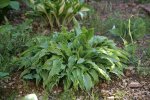 IQ3M5100_12-05-2010_Hosta-2.JPG