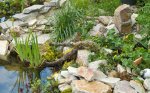 teich_05_2010.jpg teich_05_2010.jpg