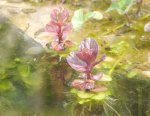 teich_05_2010_6.jpg teich_05_2010_6.jpg