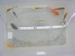 DSCN5925.jpg