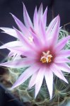 100_3505.JPG
