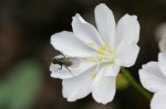 IQ3M5428_23-05-2010_Saxifraga_Fliege.JPG IQ3M5428_23-05-2010_Saxifraga_Fliege.JPG