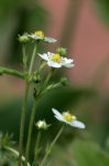 IQ3M5439_23-05-2010_Walderdbeere.JPG IQ3M5439_23-05-2010_Walderdbeere.JPG