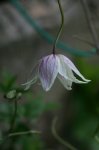 IQ3M5440_23-05-2010_Clematis.JPG