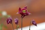 IQ3M5448_23-05-2010_Clematis_Eugen.JPG IQ3M5448_23-05-2010_Clematis_Eugen.JPG