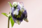 IQ3M5451_23-05-2010_Clematis_west.JPG IQ3M5451_23-05-2010_Clematis_west.JPG
