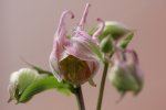 IQ3M5453_23-05-2010_Clematis_west.JPG IQ3M5453_23-05-2010_Clematis_west.JPG