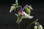 IQ3M5460_23-05-2010_Clematis_west.JPG IQ3M5460_23-05-2010_Clematis_west.JPG