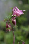 IQ3M5470_23-05-2010_Clematis_west.JPG IQ3M5470_23-05-2010_Clematis_west.JPG
