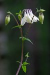 IQ3M5472_23-05-2010_Clematis_west.JPG IQ3M5472_23-05-2010_Clematis_west.JPG