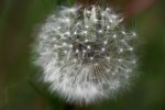IQ3M5479_23-05-2010_Loewenzahn.JPG IQ3M5479_23-05-2010_Loewenzahn.JPG