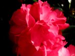 Rhododendron pink.JPG