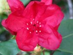 Rhododendron rot.JPG