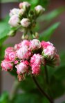 Pelargonium Hybride rot gefüllt.jpg