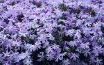 Polsterphlox lila.jpg