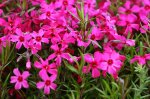 Polsterphlox pink.jpg