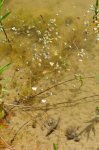 Luronium_natans_blühend_DSC_0420_D700.JPG
