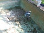 2010_0523Naturpool0142.jpg