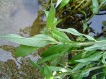 wasserpflanze_bachstein_01.jpg wasserpflanze_bachstein_01.jpg