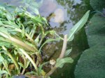 wasserpflanze_bachstein_02.jpg wasserpflanze_bachstein_02.jpg