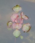 wasserpflanze_fass_01.jpg wasserpflanze_fass_01.jpg