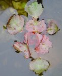 wasserpflanze_fass_02.jpg wasserpflanze_fass_02.jpg