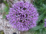 Allium.jpg