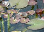 pfingsten 2010 018 (Small).jpg pfingsten 2010 018 (Small).jpg