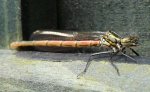 libelle2.jpg