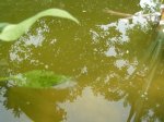 teich.jpg