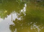 teich1.jpg