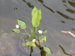 teich3.jpg