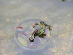 teich5.jpg