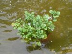 teich6.jpg