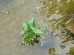teich7.jpg