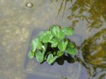 teich8.jpg