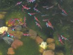 Notropis-abl..jpg Notropis-abl..jpg